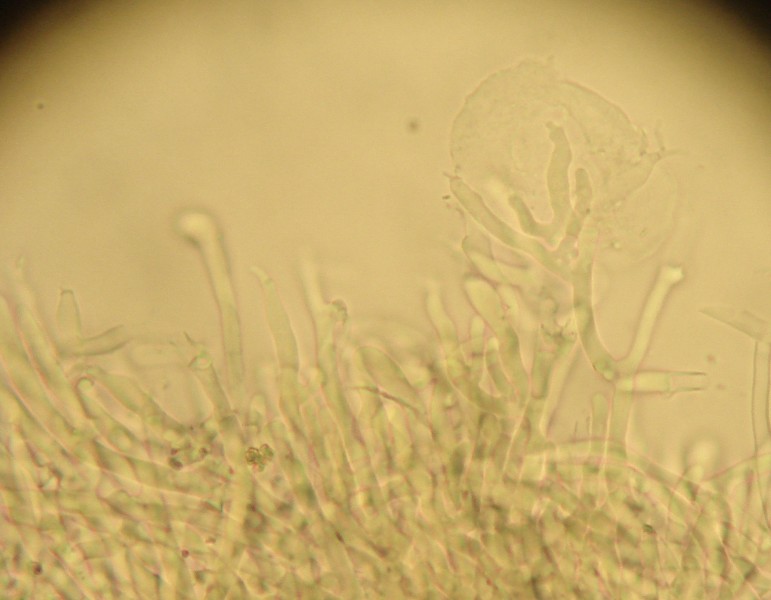 Pulcherricium caeruleum (Terana caerulea)
